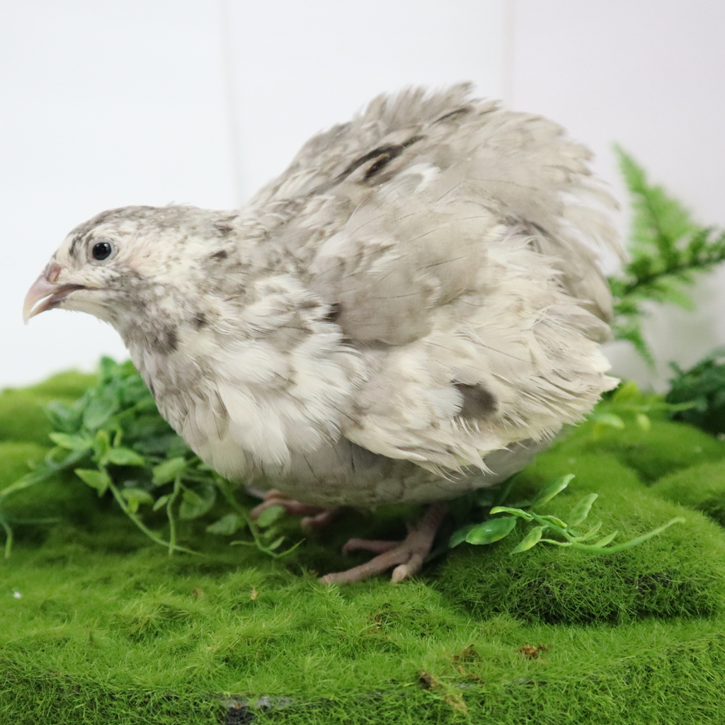 Andalusian Coturnix Quail Hatching Eggs